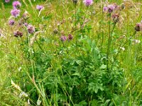 Centaurea scabiosa 28, Grote centaurie, Saxifraga-Hans Grotenhuis