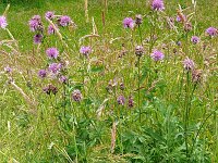 Centaurea scabiosa 31, Grote centaurie, Saxifraga-Hans Grotenhuis