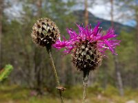 Centaurea scabiosa ssp scabiosa 14, Grote centaurie, Saxifraga-Ed Stikvoort