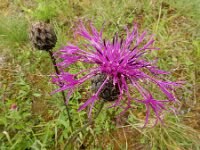 Centaurea scabiosa ssp scabiosa 21, Grote centaurie, Saxifraga-Ed Stikvoort