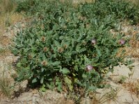 Centaurea seridis