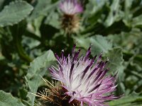 Centaurea seridis ssp sonchifolia 2, Saxifraga-Ed Stikvoort : Kato Gerakari en Alikana s9900