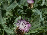 Centaurea seridis ssp sonchifolia 5, Saxifraga-Ed Stikvoort : Kato Gerakari en Alikana s9900