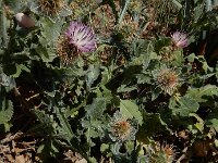 Centaurea seridis ssp sonchifolia 6, Saxifraga-Ed Stikvoort : Katogerakari en Alikana