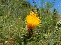 Centaurea solstitialis 15, Zomercentaurie, Saxifraga-Ed Stikvoort