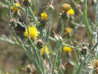 Centaurea solstitialis 2, Zomercentaurie, Saxifraga-Jasenka Topic