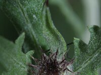 Centaurea solstitialis 4, Zomercentaurie, Saxifraga-Rutger Barendse