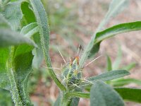 Centaurea solstitialis 7, Zomercentaurie, Saxifraga-Rutger Barendse