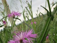 Centaurea sonchifolia