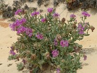 Centaurea sphaerocephala