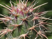 Centaurea sphaerocephala 10, Saxifraga-Rutger Barendse