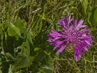 Centaurea sphaerocephala 11, Saxifraga-Jan van der Straaten