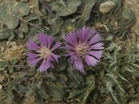 Centaurea sphaerocephala 15, Saxifraga-Willem van Kruijsbergen
