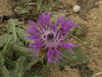 Centaurea sphaerocephala 17, Saxifraga-Willem van Kruijsbergen