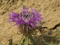 Centaurea sphaerocephala 18, Saxifraga-Willem van Kruijsbergen