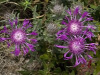Centaurea sphaerocephala 19, Saxifraga-Willem van Kruijsbergen
