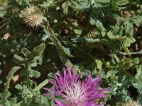 Centaurea sphaerocephala 2, Saxifraga-Jan van der Straaten