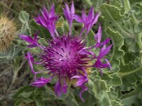 Centaurea sphaerocephala 20, Saxifraga-Willem van Kruijsbergen