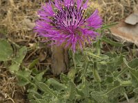 Centaurea sphaerocephala 21, Saxifraga-Jan van der Straaten