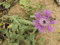 Centaurea sphaerocephala 24, Saxifraga-Jan van der Straaten