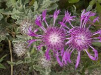 Centaurea sphaerocephala 25, Saxifraga-Jan van der Straaten