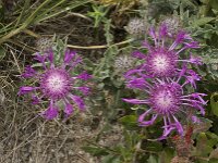 Centaurea sphaerocephala 26, Saxifraga-Jan van der Straaten