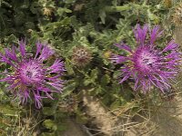 Centaurea sphaerocephala 27, Saxifraga-Jan van der Straaten