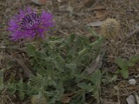 Centaurea sphaerocephala 30, Saxifraga-Willem van Kruijsbergen