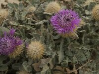 Centaurea sphaerocephala 31, Saxifraga-Willem van Kruijsbergen