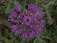 Centaurea sphaerocephala 33, Saxifraga-Willem van Kruijsbergen