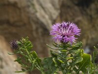 Centaurea sphaerocephala 34, Saxifraga-Jan van der Straaten