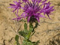 Centaurea sphaerocephala 36, Saxifraga-Jan van der Straaten