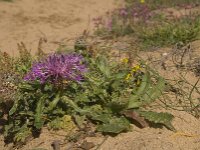 Centaurea sphaerocephala 37, Saxifraga-Jan van der Straaten