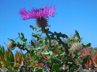 Centaurea sphaerocephala 39, Saxifraga-Ed Stikvoort