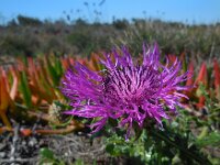 Centaurea sphaerocephala 40, Saxifraga-Ed Stikvoort