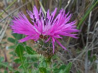 Centaurea sphaerocephala 42, Saxifraga-Ed Stikvoort