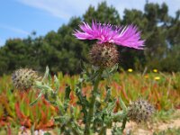 Centaurea sphaerocephala 43, Saxifraga-Ed Stikvoort