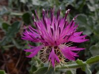 Centaurea sphaerocephala 45, Saxifraga-Peter Meininger