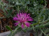 Centaurea sphaerocephala 46, Saxifraga-Peter Meininger