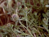 Centaurea sphaerocephala 5, Saxifraga-Rutger Barendse
