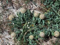 Centaurea sphaerocephala 54, Saxifraga-Jan van der Straaten