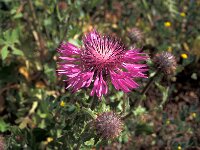Centaurea sphaerocephala 7, Saxifraga-Iñigo Sanchez