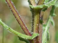 Centaurea sphaerocephala ssp polyacantha 47, Saxifraga-Sonja Bouwman