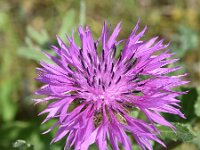 Centaurea sphaerocephala ssp polyacantha 48, Saxifraga-Sonja Bouwman