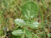 Centaurea sphaerocephala ssp polyacantha 50, Saxifraga-Sonja Bouwman