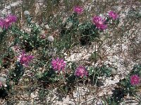 Centaurea sphaerocephala ssp polyacantha 51, Saxifraga-Jan van der Straaten