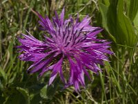 Centaurea sphaerocephala ssp sphaerocephala 12, Saxifraga-Willem van Kruijsbergen