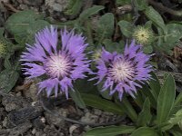 Centaurea sphaerocephala ssp sphaerocephala 44, Saxifraga-Willem van Kruijsbergen