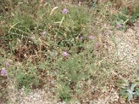 Centaurea spinosociliata