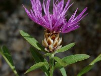 Centaurea splendens
